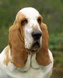 Basset Hound 9P013D-30